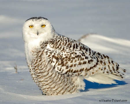 Snowy Owl