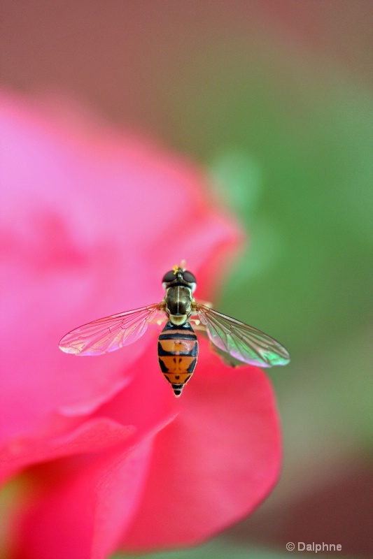 Pink Bee