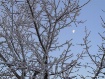 Early Frost