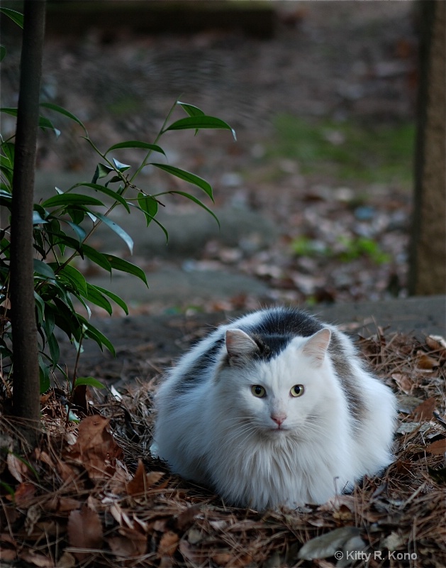 Long Haired Cat - ID: 7747198 © Kitty R. Kono