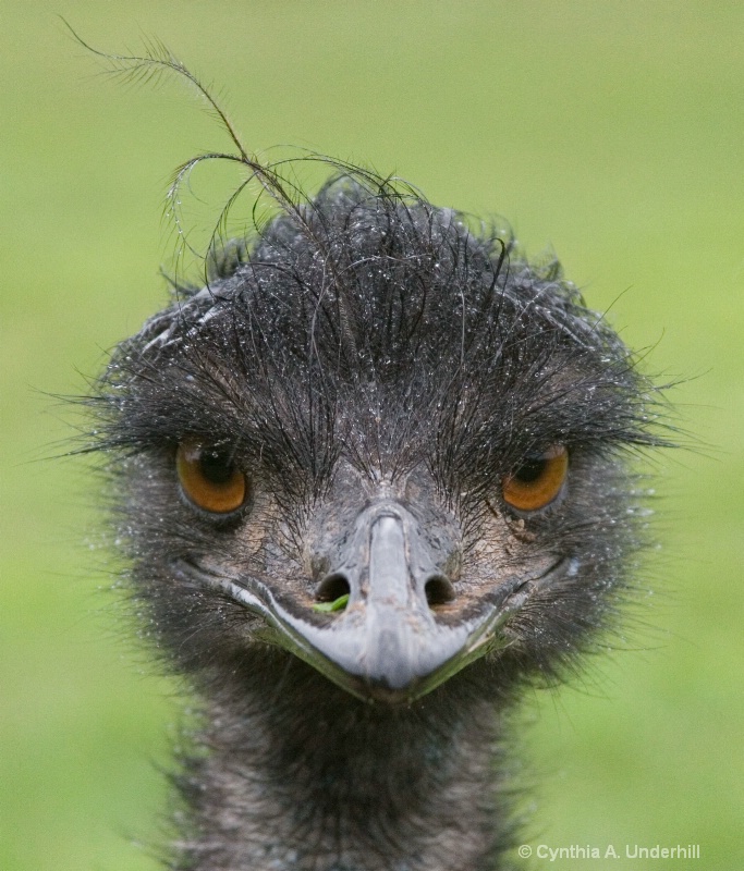 img 4495 emu - ID: 7747296 © Cynthia Underhill