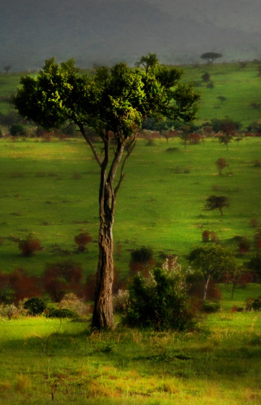 Mara Tree