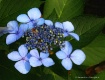 Hydrangeas from L...