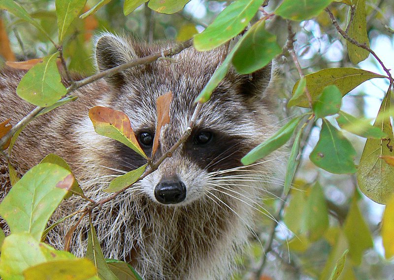 Serenova Raccoon