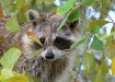 Serenova Raccoon