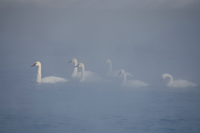 Swan Mist-ery