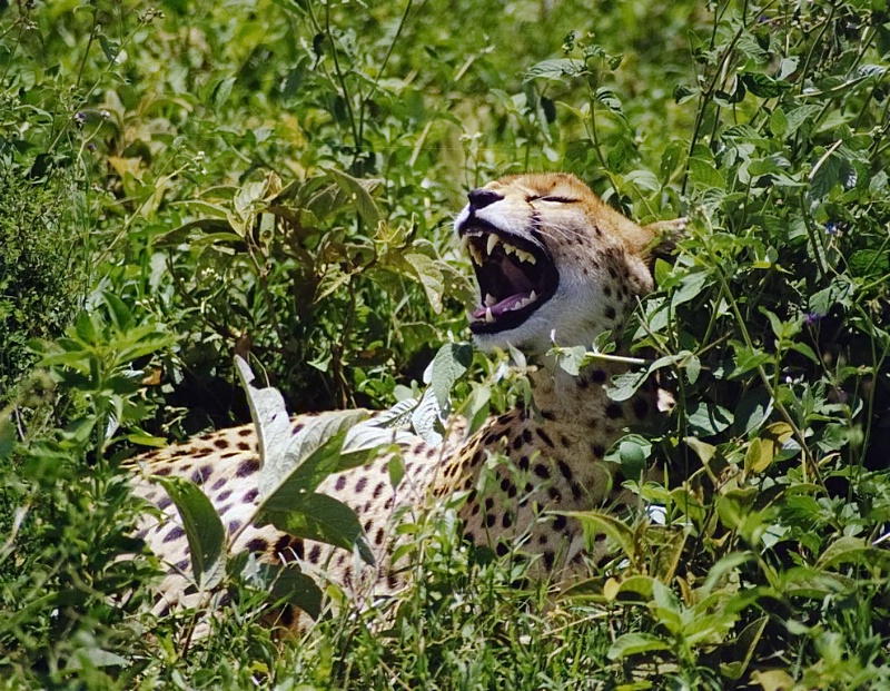 Serengeti Laughing Cheetah