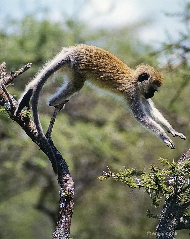 Vervet Jump