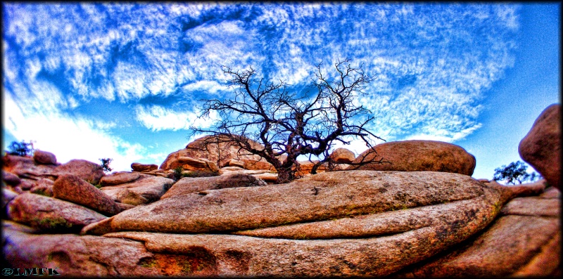  Joshua Tree National Park