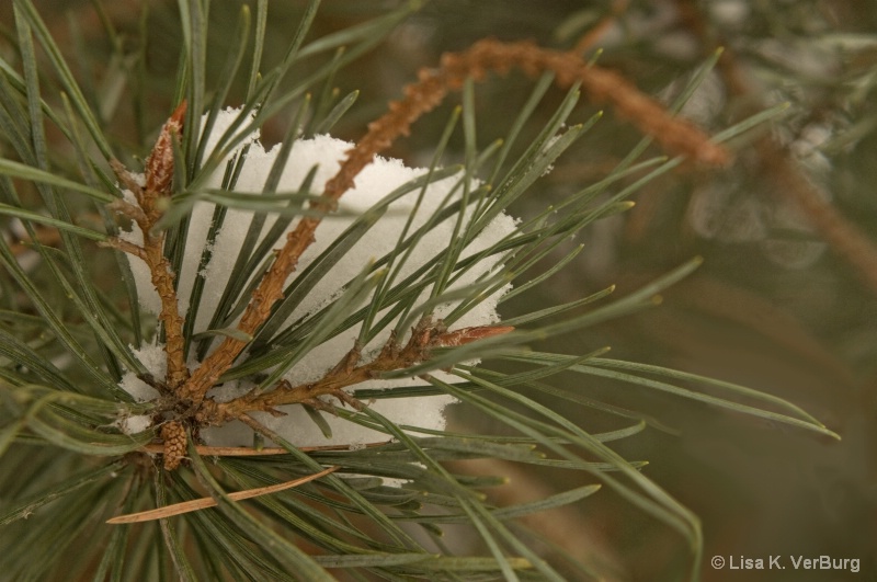 1.4 Patterns snow on pine