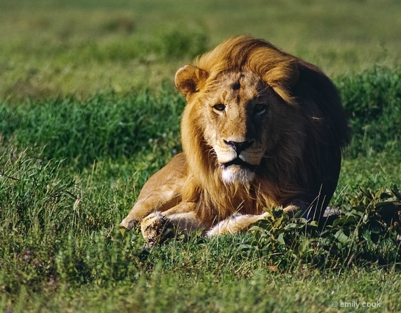 Serengeti Morning Lion 2