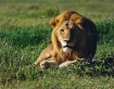 Serengeti Morning...