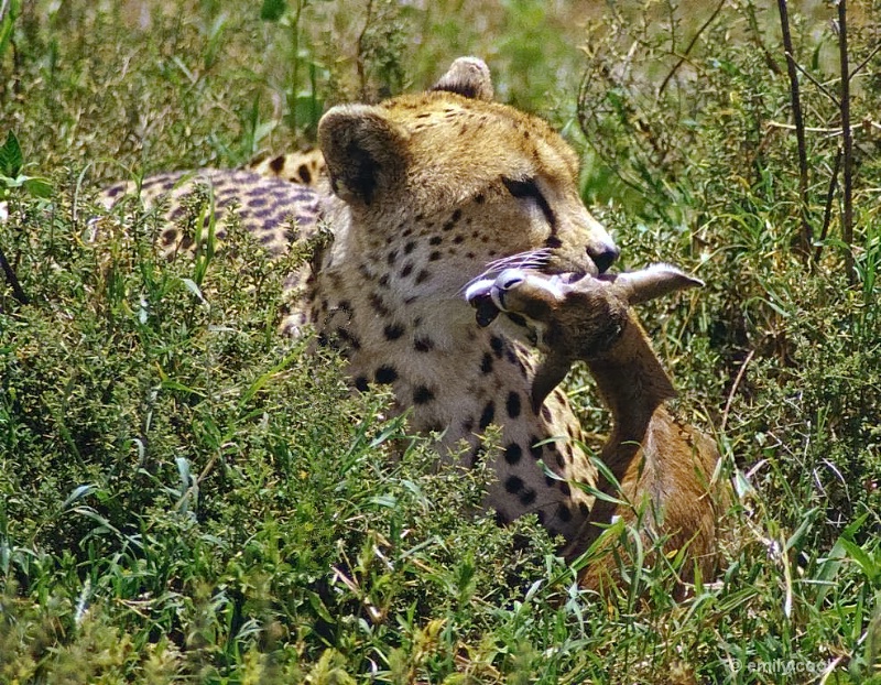 Serengeti Cheetah Kill