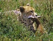 Serengeti Cheetah...