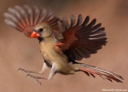 Waterhole Landing