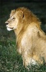 Night Lion