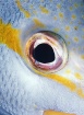 Yellow Tail Snapp...