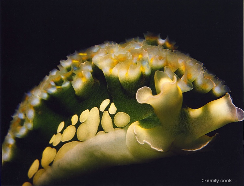 Lettuce Slug  