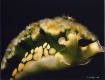 Lettuce Slug  