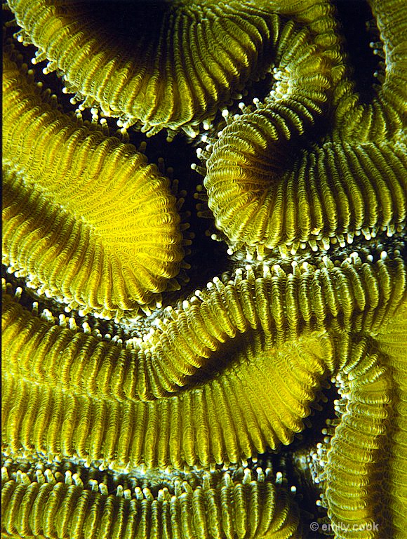 Brain Coral  SCUBA