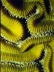 Brain Coral  SCUB...