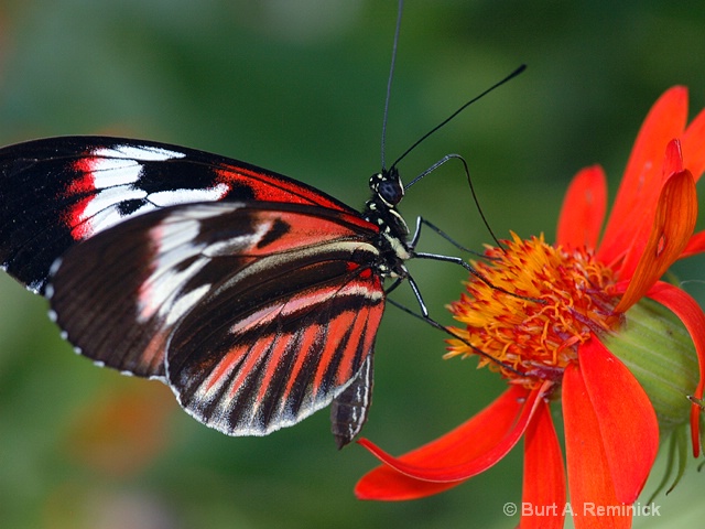 Butterfly Lynn