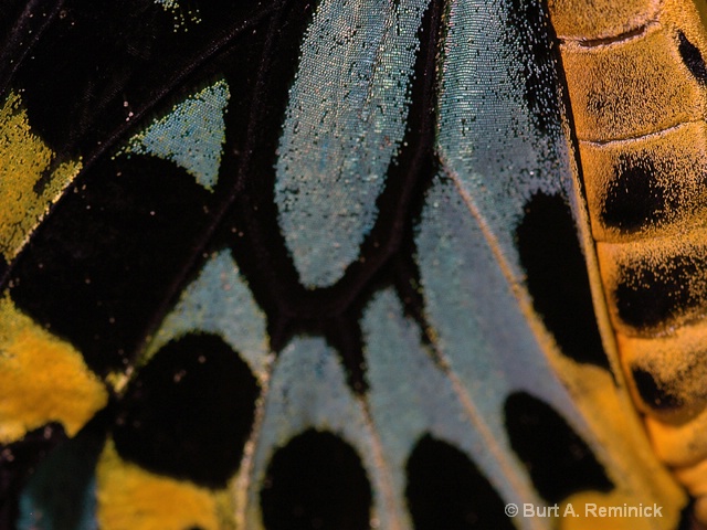Butterfly Wing Pattern 1
