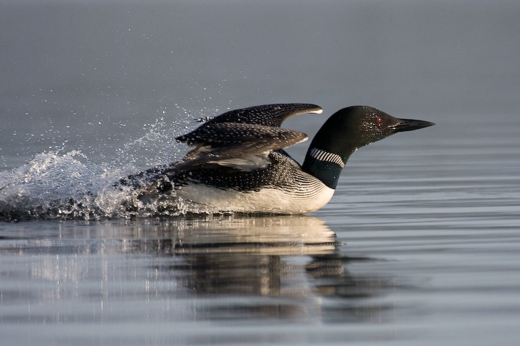 Common Loon Rowing