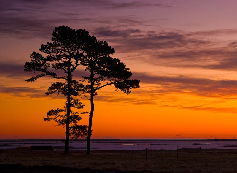 Trees at Dawn