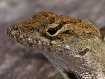 Lizard Portrait