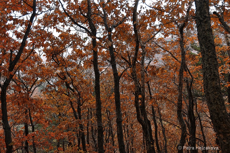 Autumn Woods II.