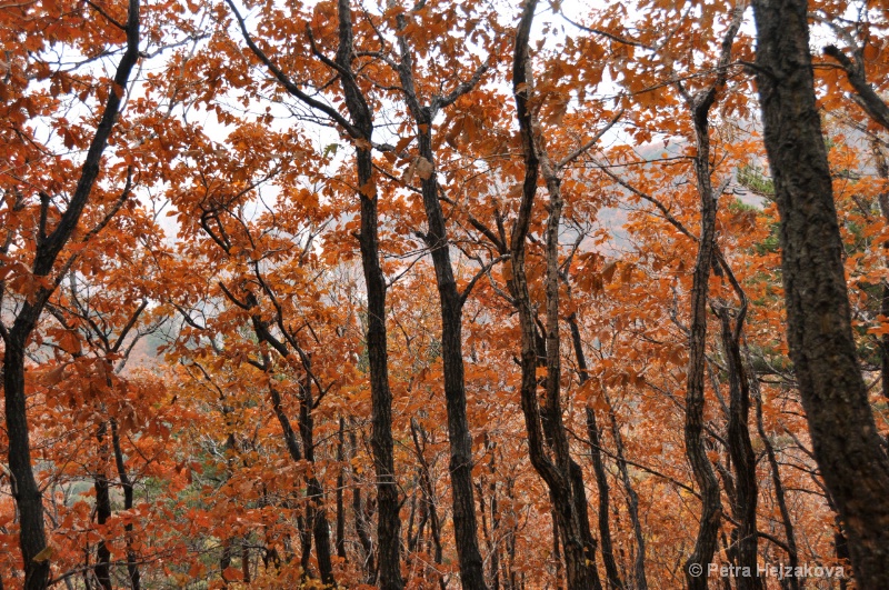 Autumn Woods I.