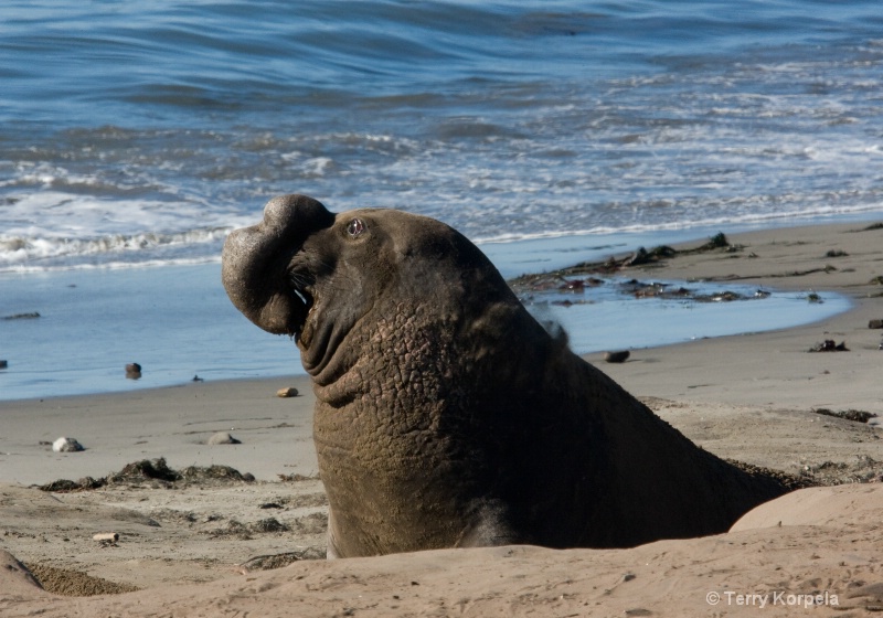 Elephant Seal   Año Nuevo State Reserve - ID: 7756602 © Terry Korpela