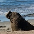 © Terry Korpela PhotoID# 7756602: Elephant Seal   Año Nuevo State Reserve