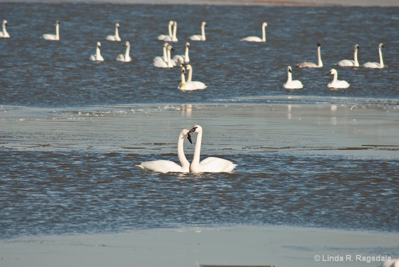 swans in love - ID: 7757113 © Linda R. Ragsdale