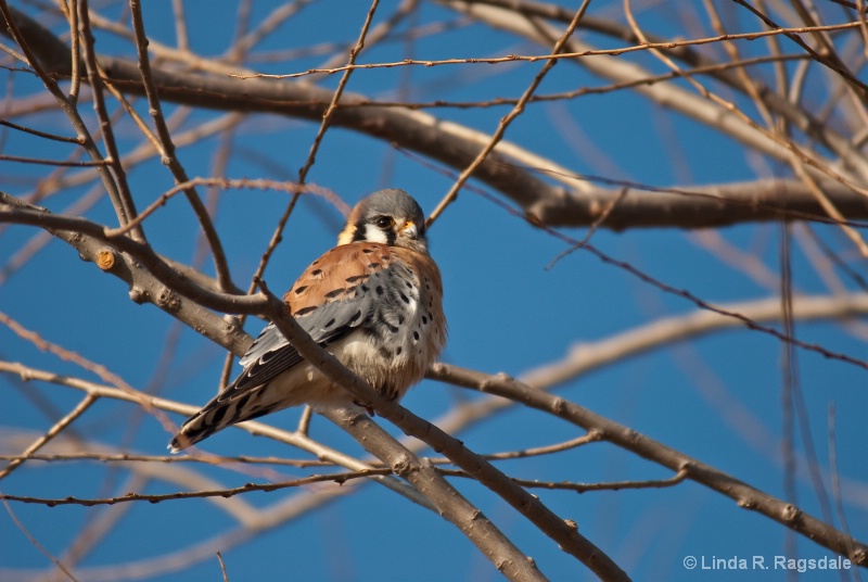 Kestrill perching in tree - ID: 7757118 © Linda R. Ragsdale