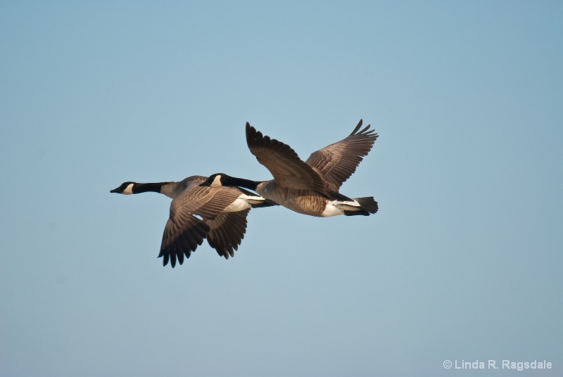Candian Geese in flight - ID: 7757119 © Linda R. Ragsdale