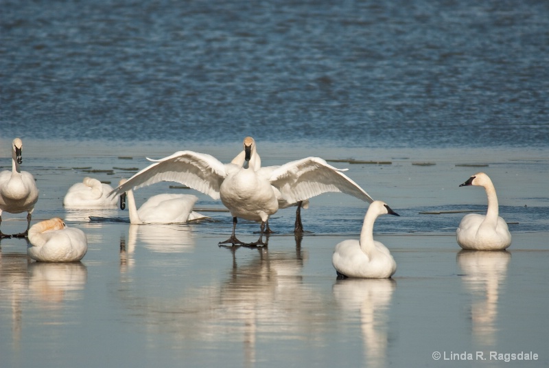 Swans on Ice - ID: 7757120 © Linda R. Ragsdale