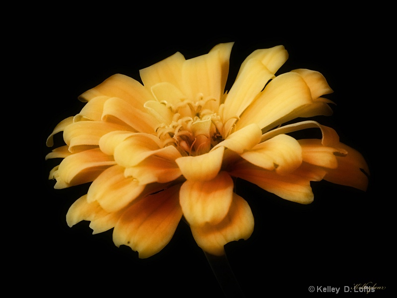 pretty yellow flower