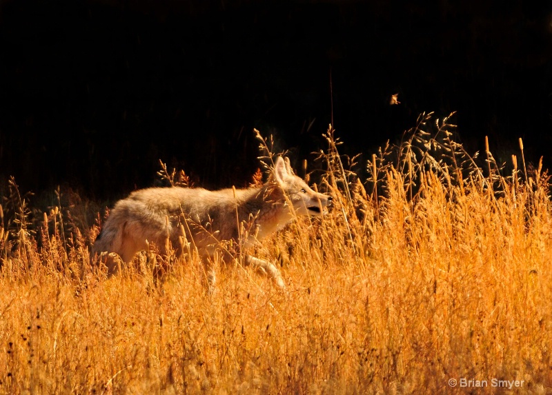 the coyote and the grasshopper