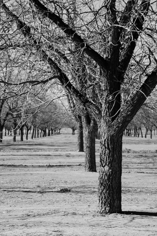 Carlsbad Orchard