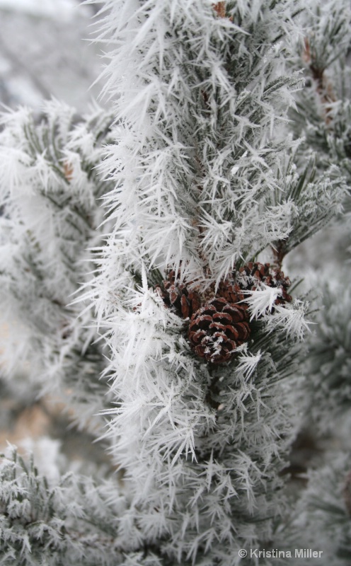 frosty pine 001adj