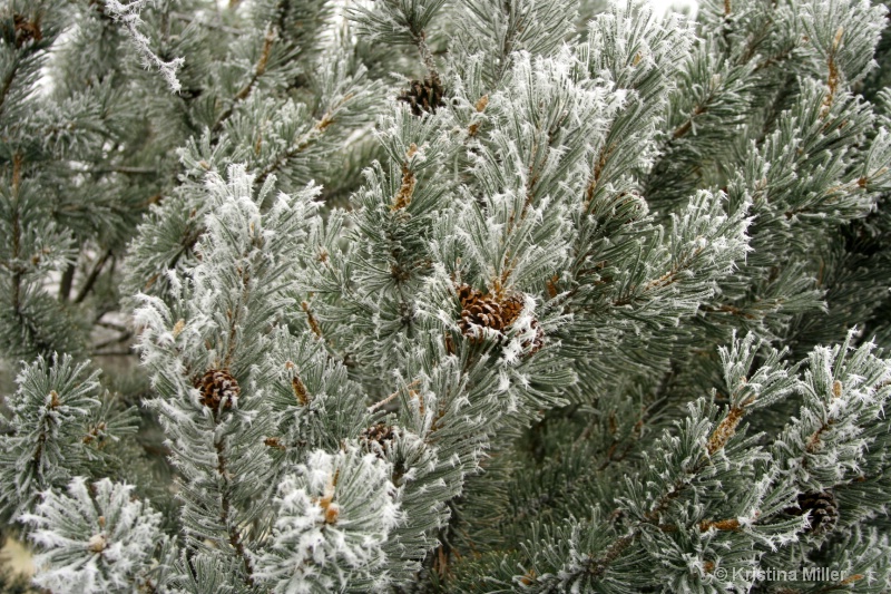 frosty pine 006adj
