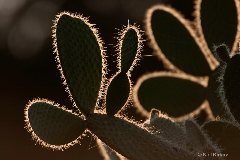 cactus3 - ID: 7759618 © Kiril Kirkov