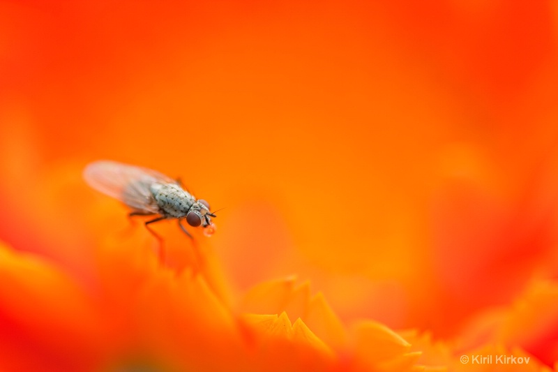 fly and color - ID: 7759657 © Kiril Kirkov