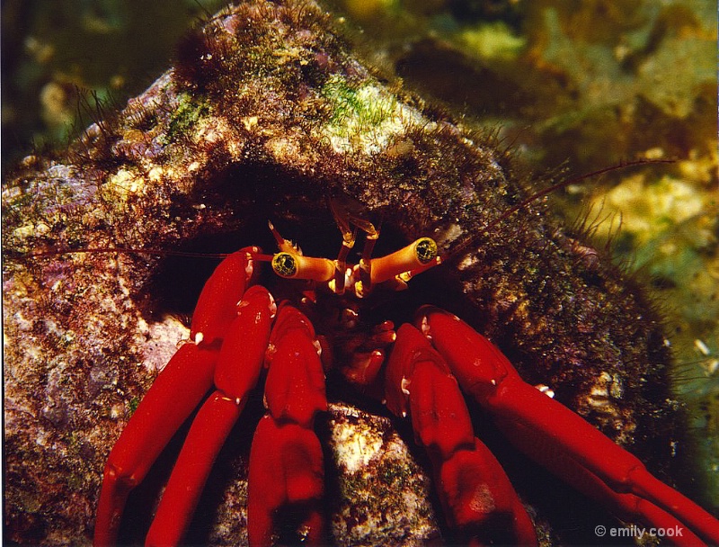 Hermit Crab 
