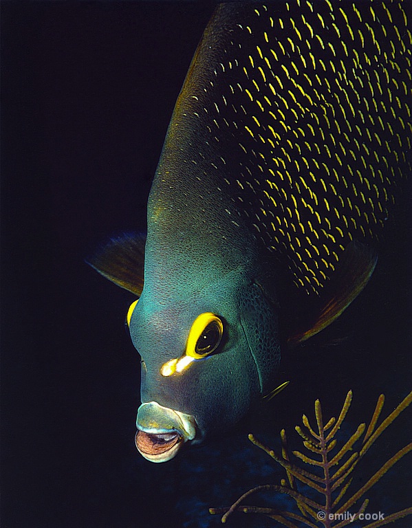 French Angelfish SCUBA
