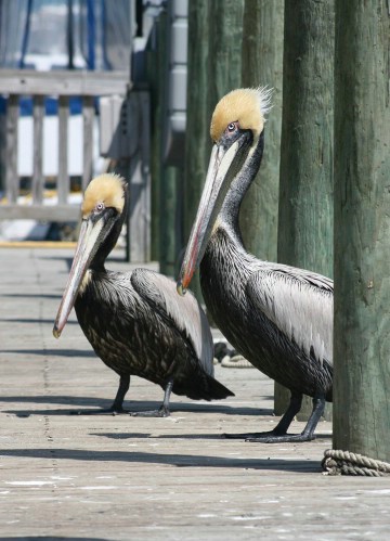 Pelican Duo