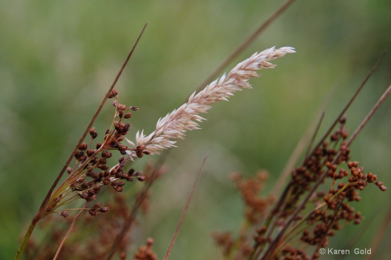 Going to Seed - ID: 7760634 © Karen E. Gold