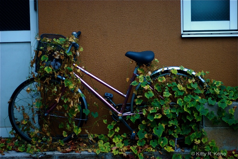 Ivy Bike - On the Way to Nishimachi - ID: 7761208 © Kitty R. Kono